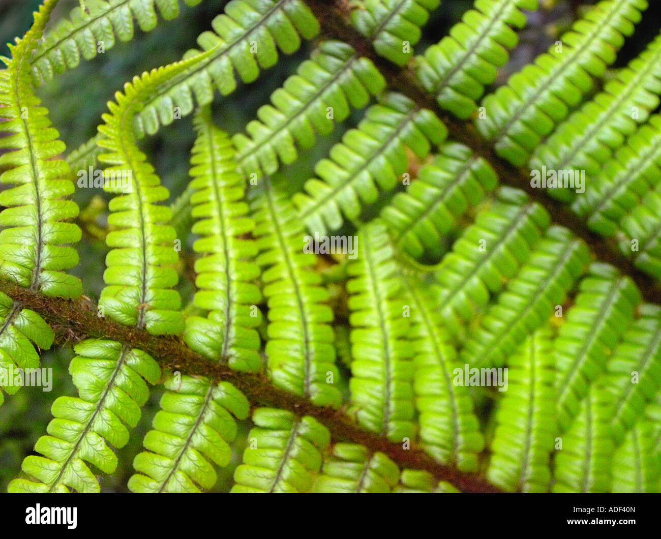 close up of fern Stock Photo