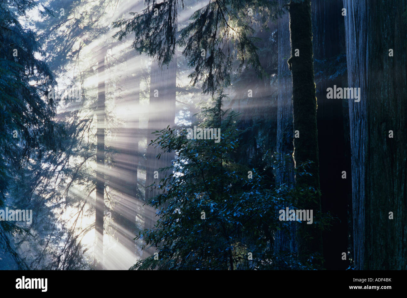 jedediah smith redwoods state park