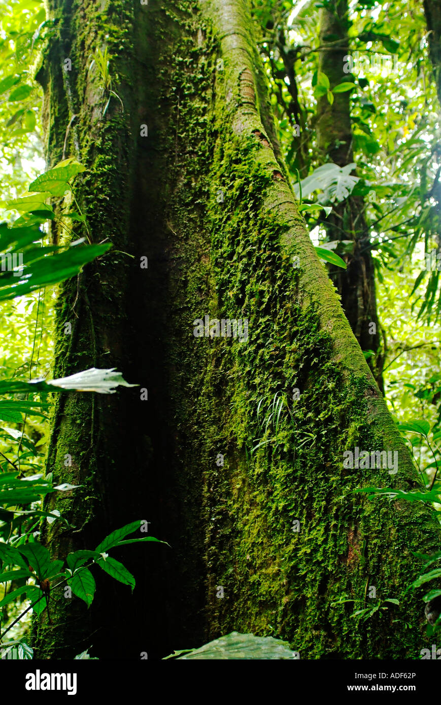 Tab Root Tree Tabular roots of a rainforest tree in the jungle near Tena, Ecuador ...
