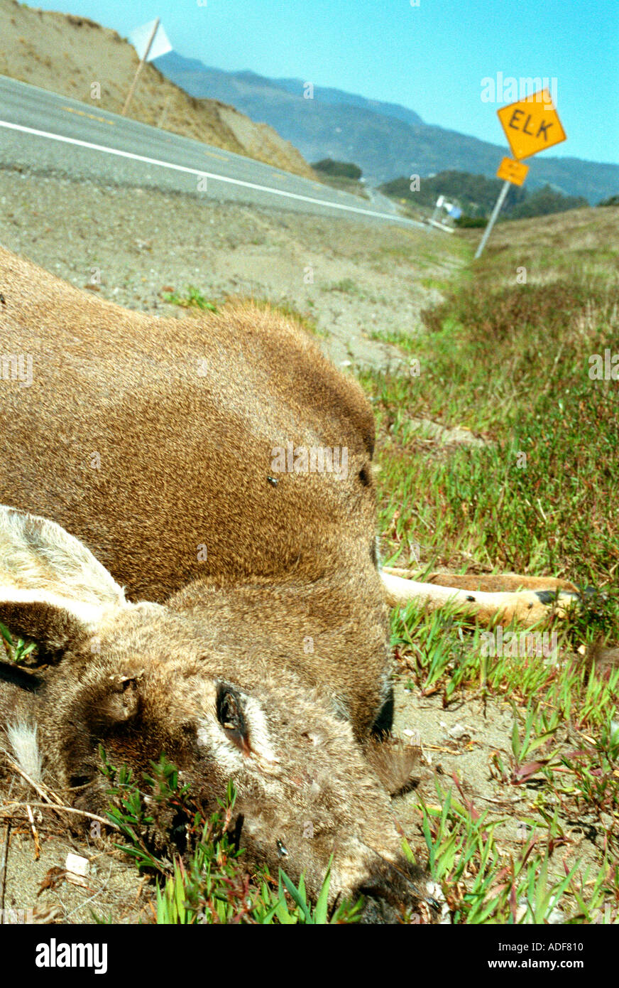 dead elk with elk sign Stock Photo - Alamy