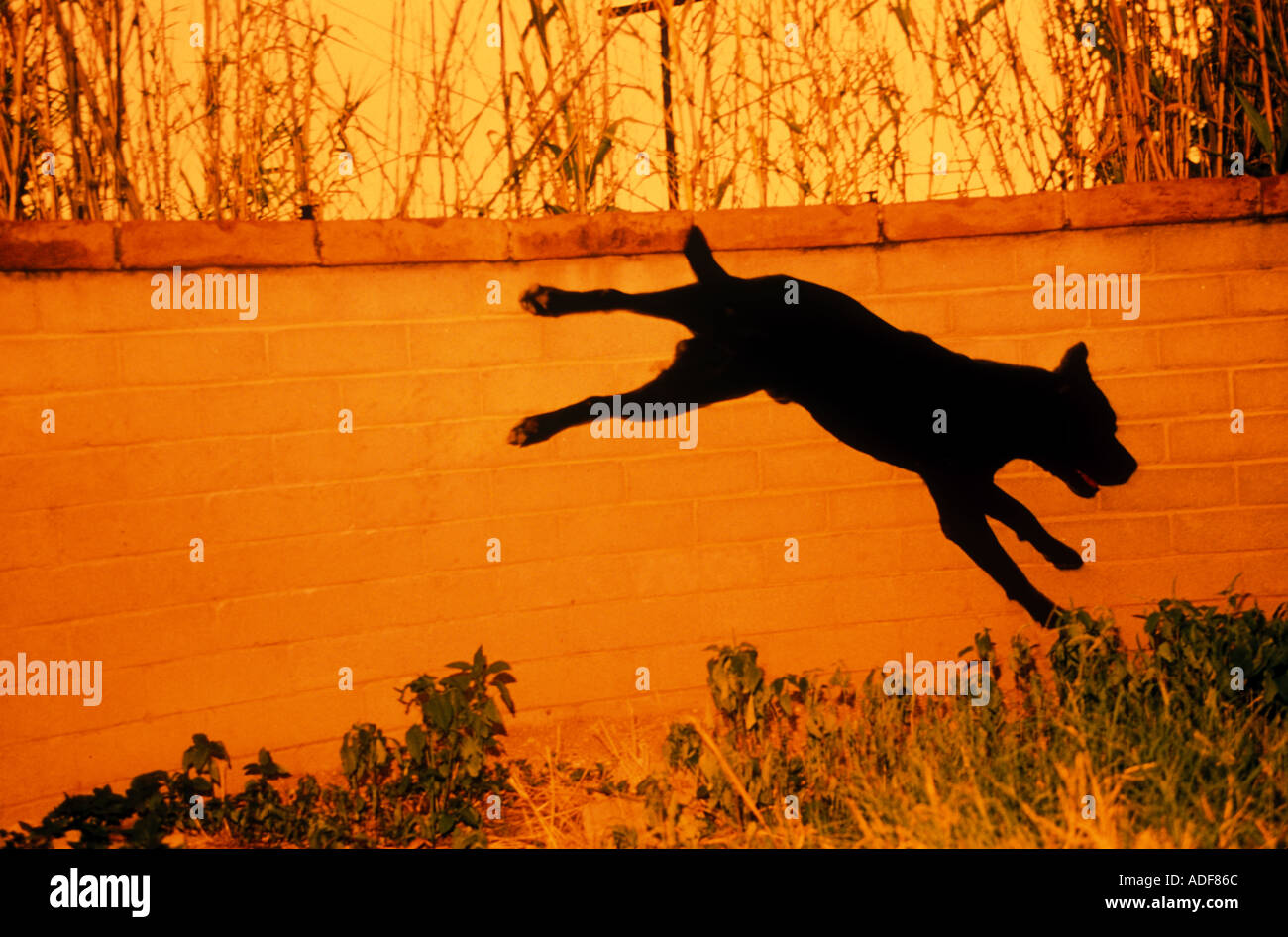 dog jumps over a low wall in a orange color backyard Stock Photo Alamy