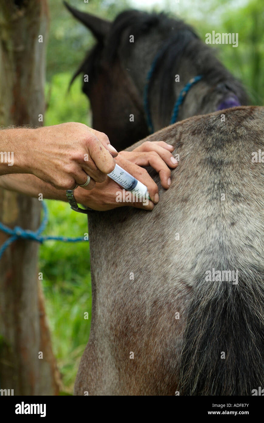 Country vet Giving injection to a horse Stock Photo Alamy