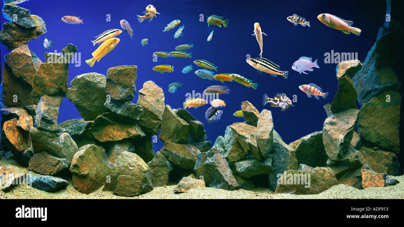 Mbuna sales cichlid tank