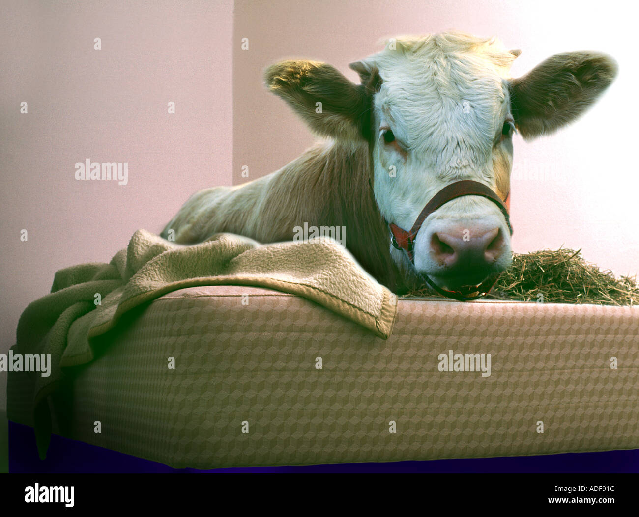 cow calf is laying in a bed humour joke fun funny mattress futon humour  joke fun funny animal Stock Photo - Alamy