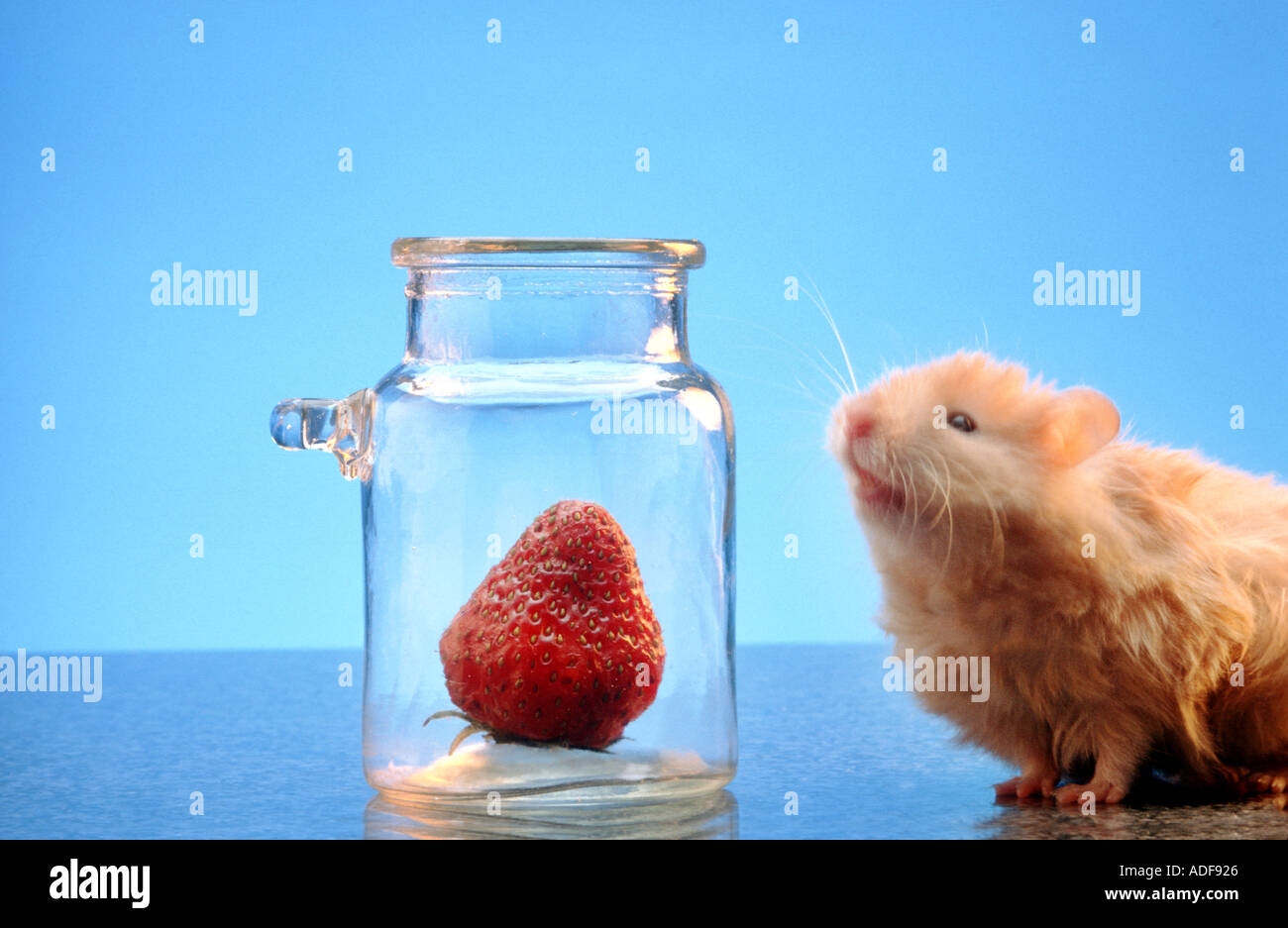 hamster tries to get the strawberry hidden in a glass STRIP SERIES 1 of 4 pictures search HAMSTRAW Stock Photo