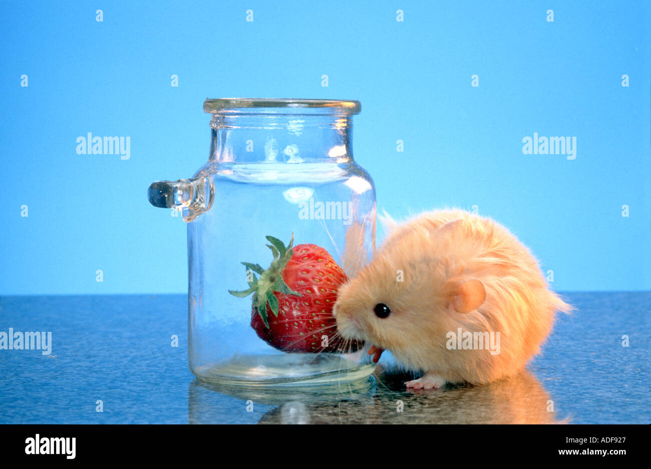 hamster tries to get the strawberry hidden in a glass STRIP SERIES 2 of 4 pictures search HAMSTRAW Stock Photo