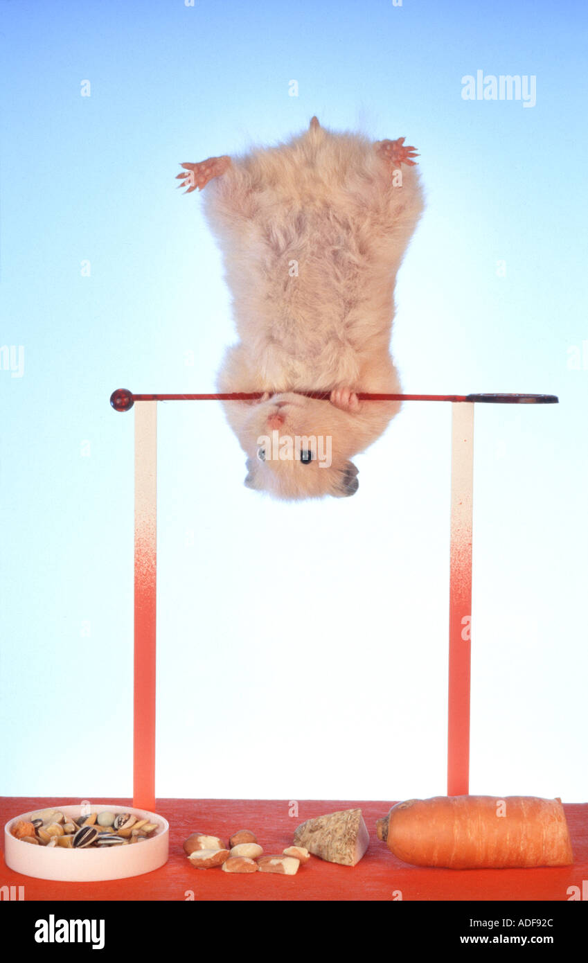 Téléchargement gratuit Images Hamster Makes Gymnastics On A Gymnastic Apparatus Joke Humour Joke le plus cool salutations