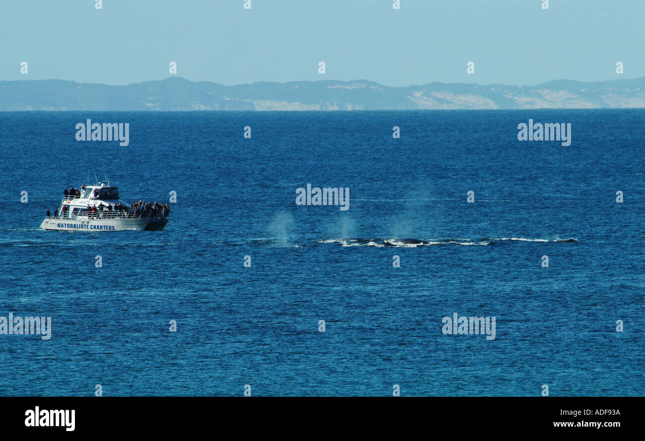 Humpback whale blowholes hi-res stock photography and images - Alamy