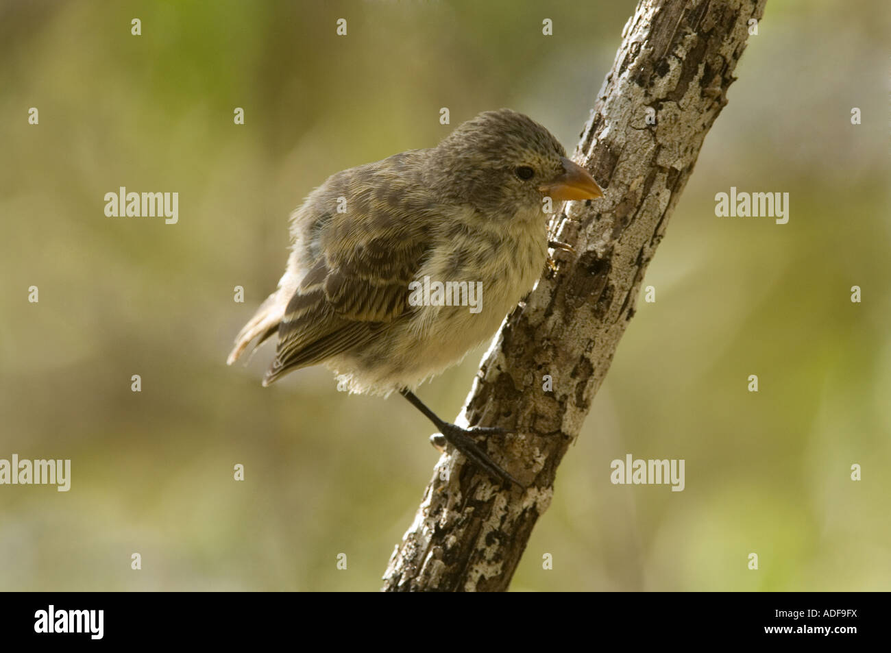 Large tree finch (Camarhynchus psittacula) immature perched on branch Parte Alta Puerto Velasco Ibarra Floreana Galapagos Stock Photo