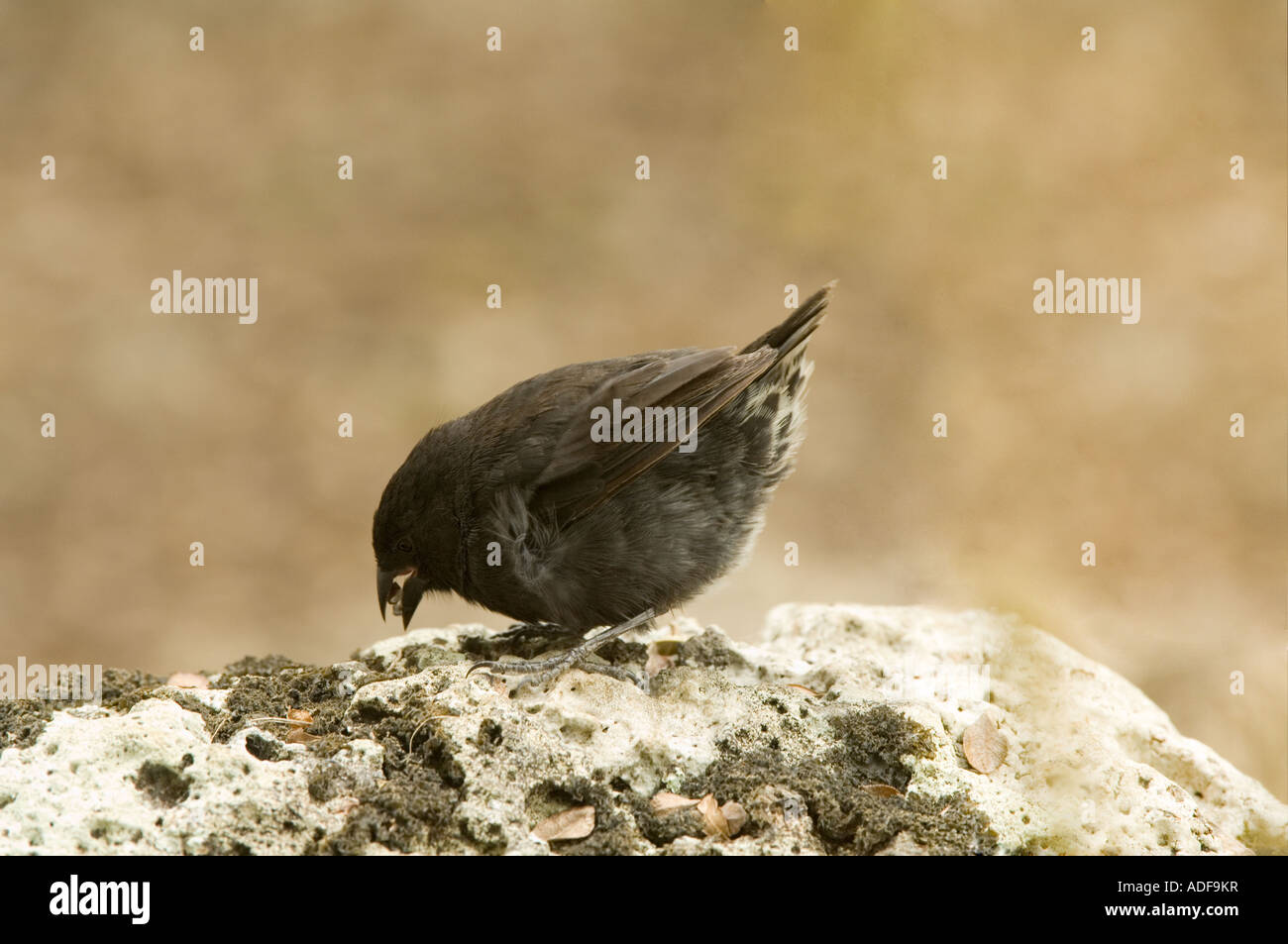 Small-billed Ground Finch (Geospiza fuliginosa) Immature searching for food Parte Alta Puerto Velasco Ibarra Floreana Galapagos Stock Photo