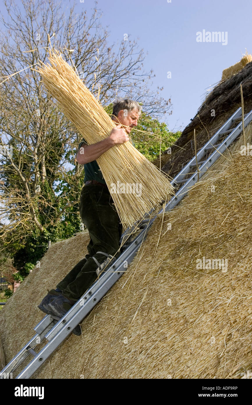 Thatcher carrying bundle of straw England UK Stock Photo