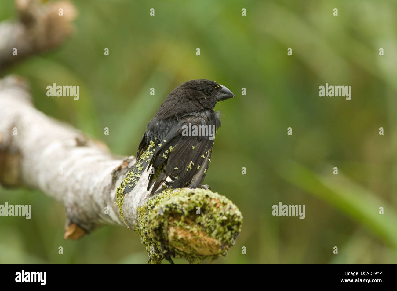 Medium Ground-finch (Geospiza fortis) adult male, covered in duckweed, El Chato, Santa Cruz, Galapagos Stock Photo