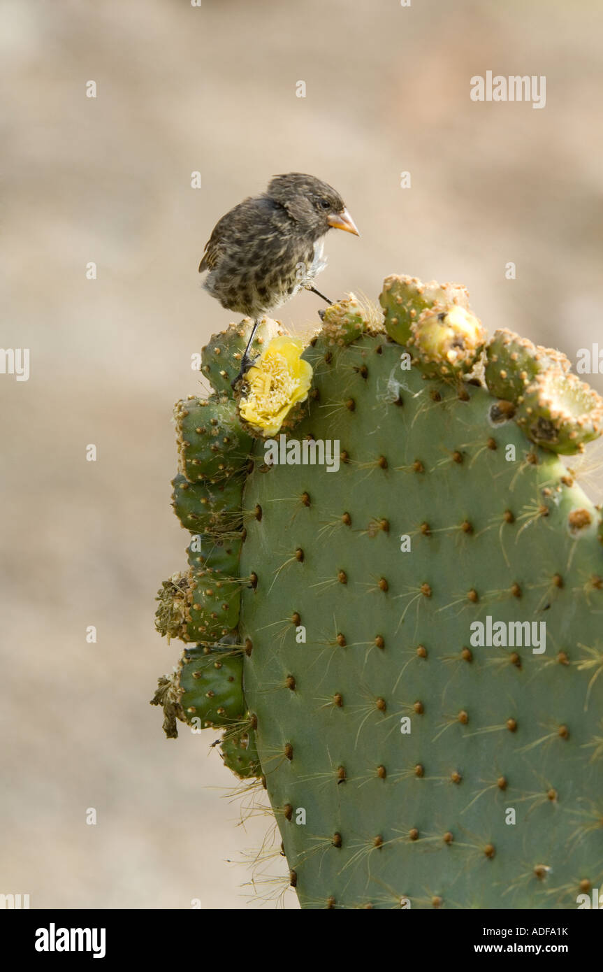 Sharpbeaked Ground Finch (Geospiza difficilis) feeding on Prickly Pear