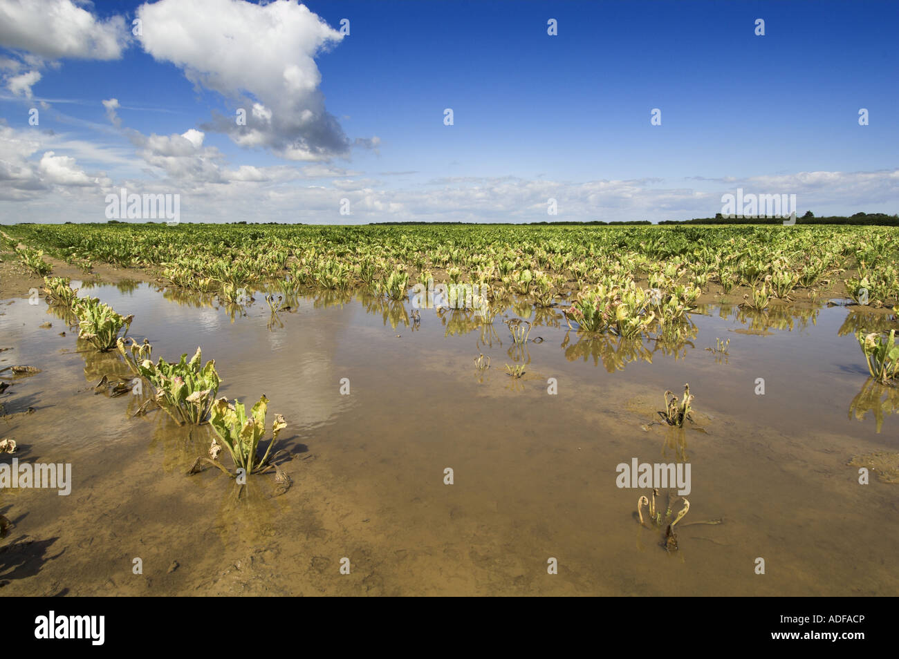 Sugar beet crop dying off due to water saturation caused by high