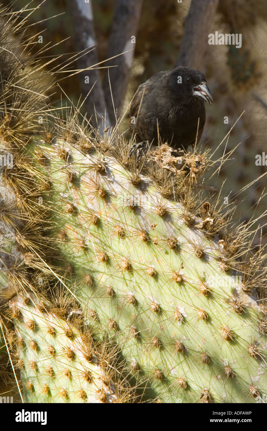 Common Cactus-finch (Geospiza scandens) adult male feeding on opuntia spp. cactus seeds Dragon Hill Santa Cruz Galapagos Ecuador Stock Photo