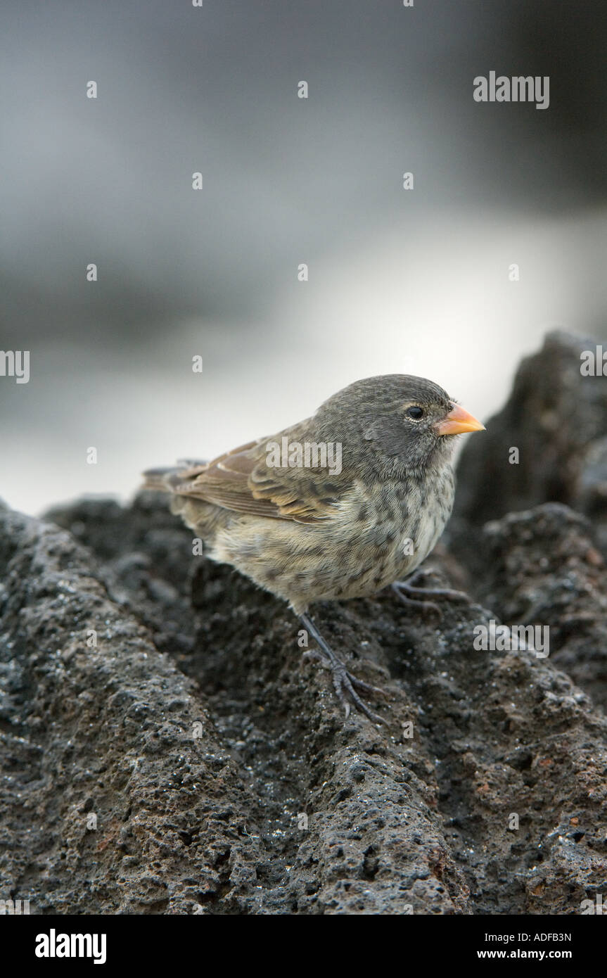 Small-billed Ground Finch (Geospiza fuliginosa) Immature standing on lava rock, Gardner Bay (Bahia) Espanola Hood Galapagos Stock Photo