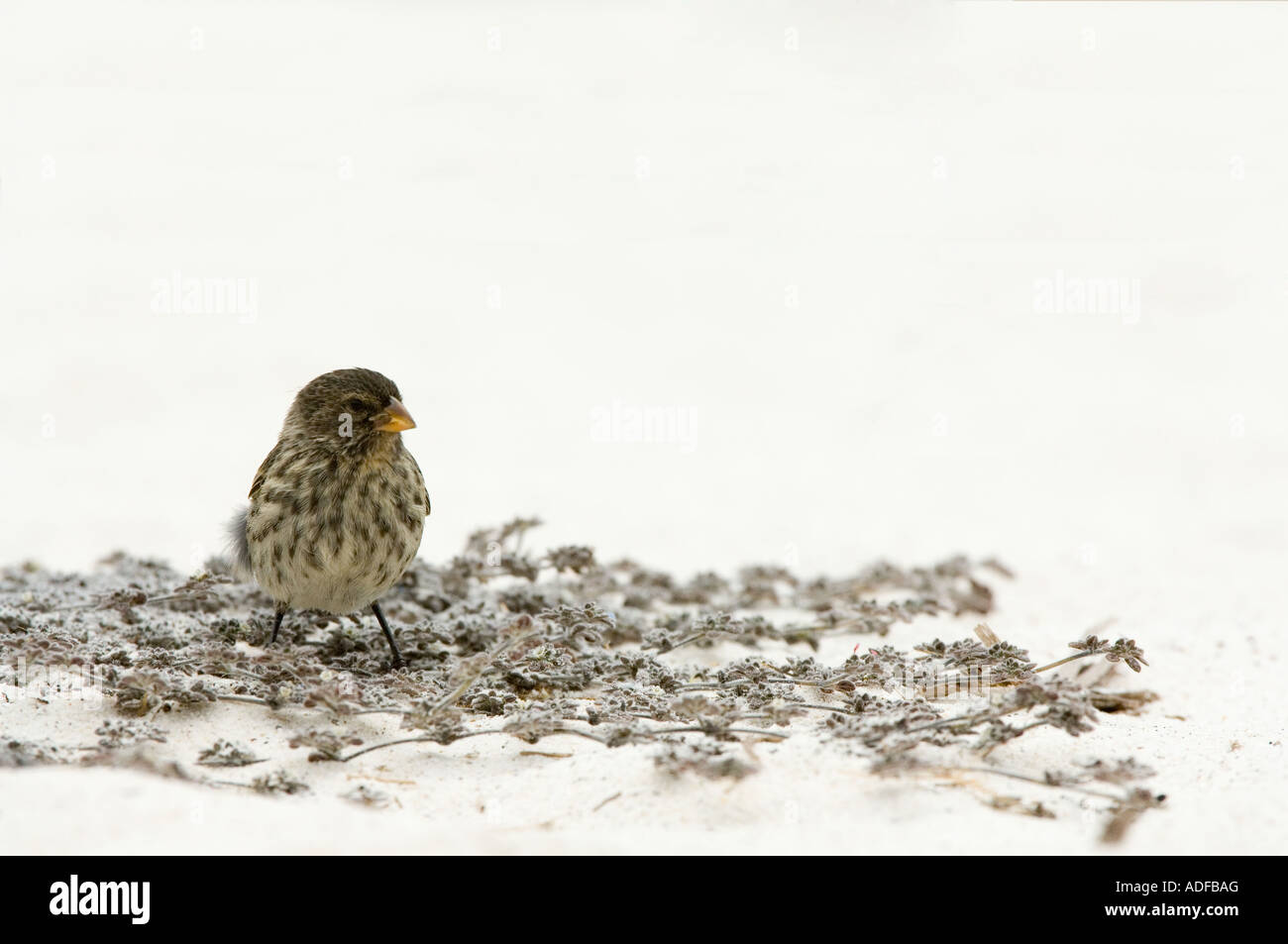 Small-billed Ground Finch (Geospiza fuliginosa) Immature Gardner Bay (Bahia) Espanola (Hood) Island Galapagos Ecuador Stock Photo