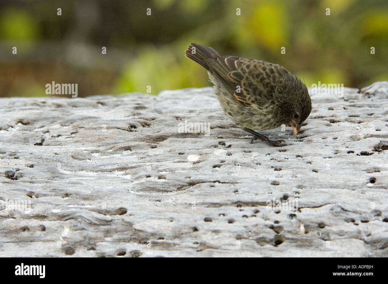 Small-billed Ground Finch (Geospiza fuliginosa) Immature searching for food Gardner Bay (Bahia) Espanola Hood Island Galapagos Stock Photo