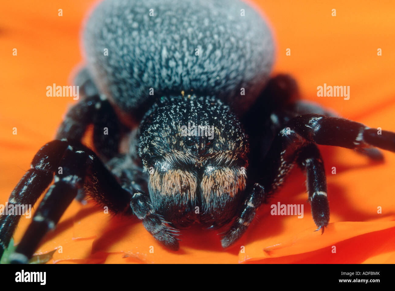 Ladybird Spider, Eresus niger. Female on flower Stock Photo