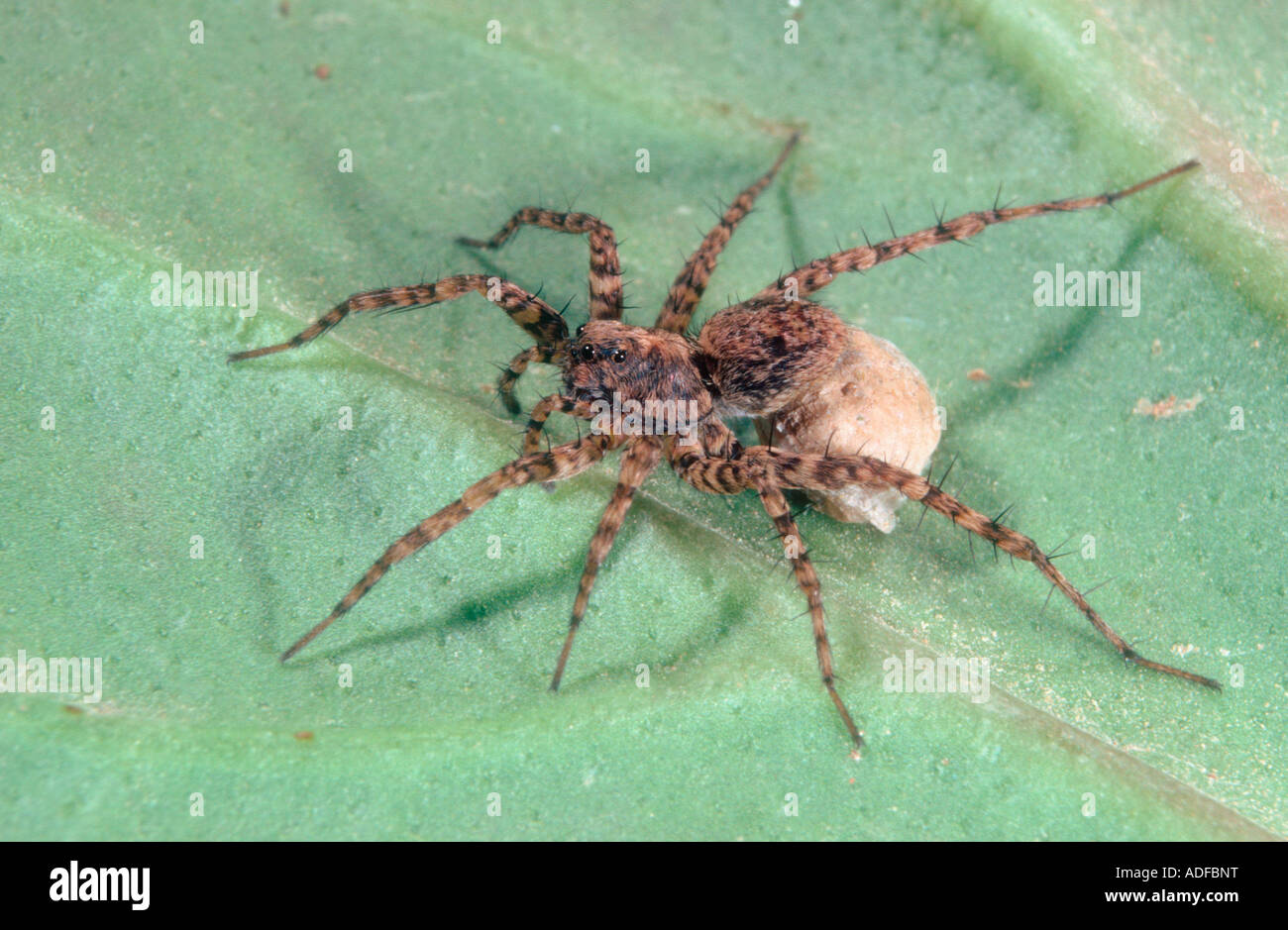 Wolf Spider, Pardosa sp. Female with egg sac Stock Photo Alamy