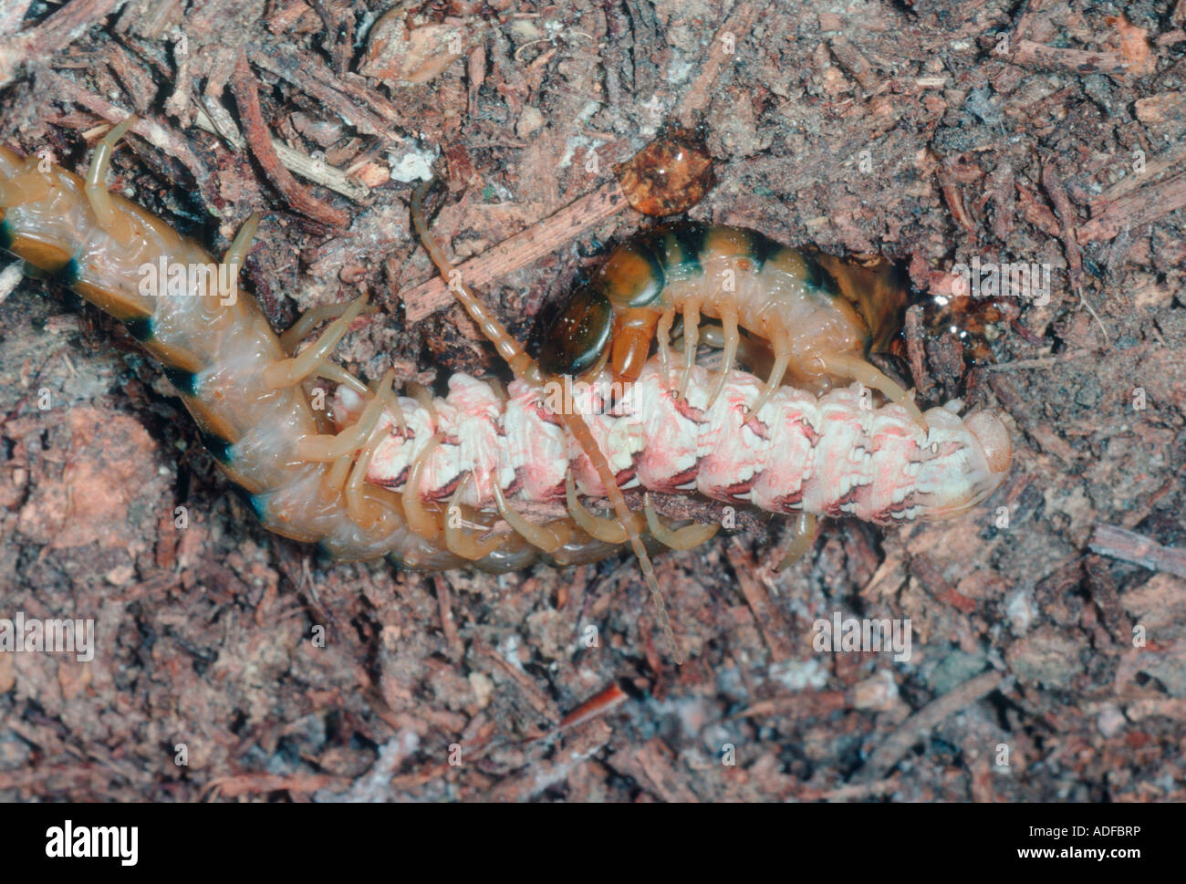 Centipede eating hires stock photography and images Alamy