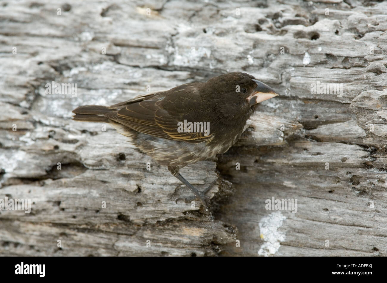 Large Cactus Finch (Geospiza conirostris) Immature searching for food Gardner Bay (Bahia) Espanola Hood Island Galapagos Ecuador Stock Photo