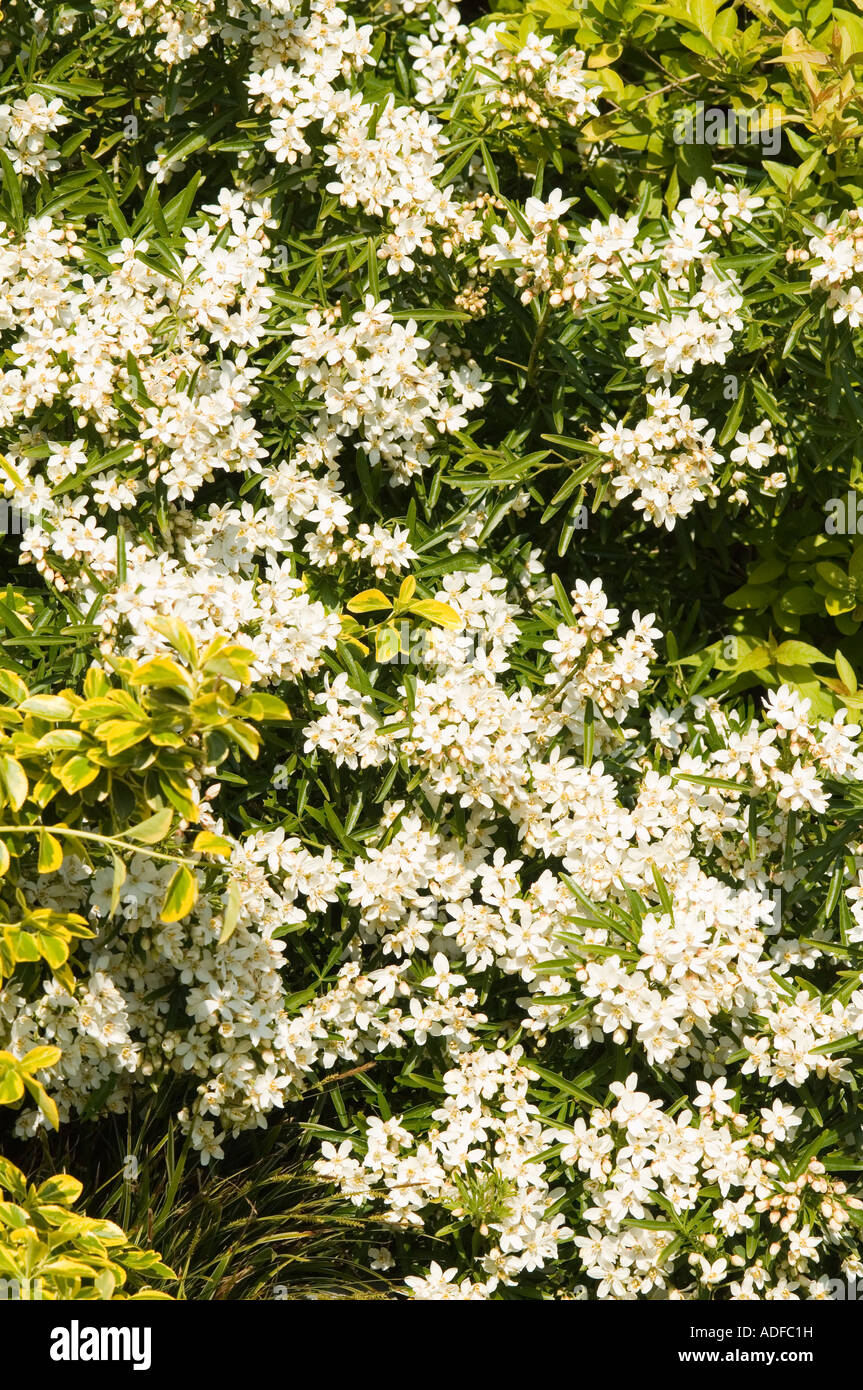 Aztec Pearl Mexican Orange Blossom or Mexican Mock Orange evergreen shrubs native of Mexico the