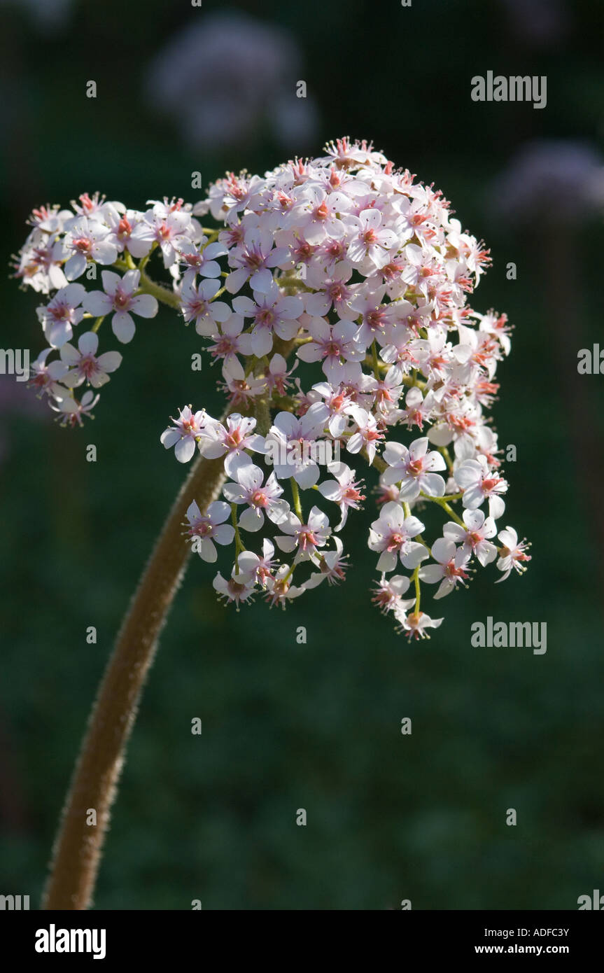 Umbrella Plant Darmera peltata is native to Oregon and California The