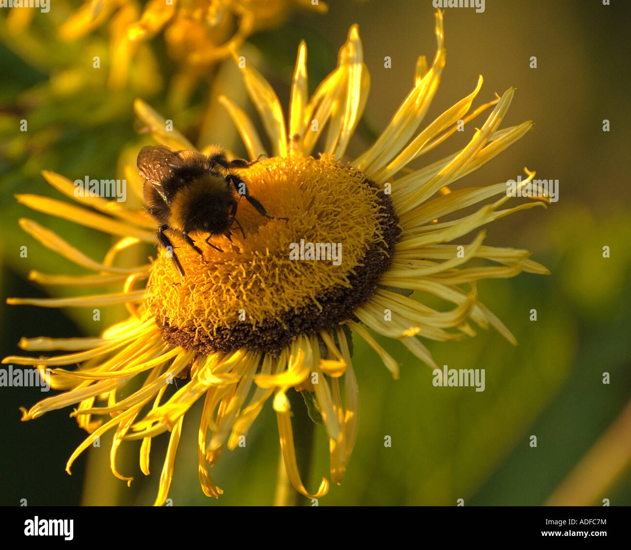 Bumblebee visiting Elecampane (Inula Helenium) Stock Photo