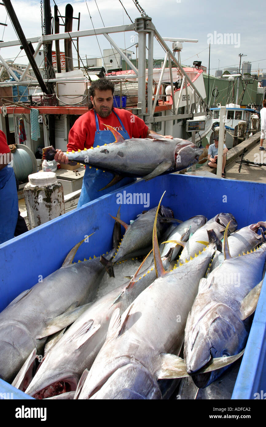 Fish being unloaded at Sydney Fish Market Sydney Australia Stock Photo