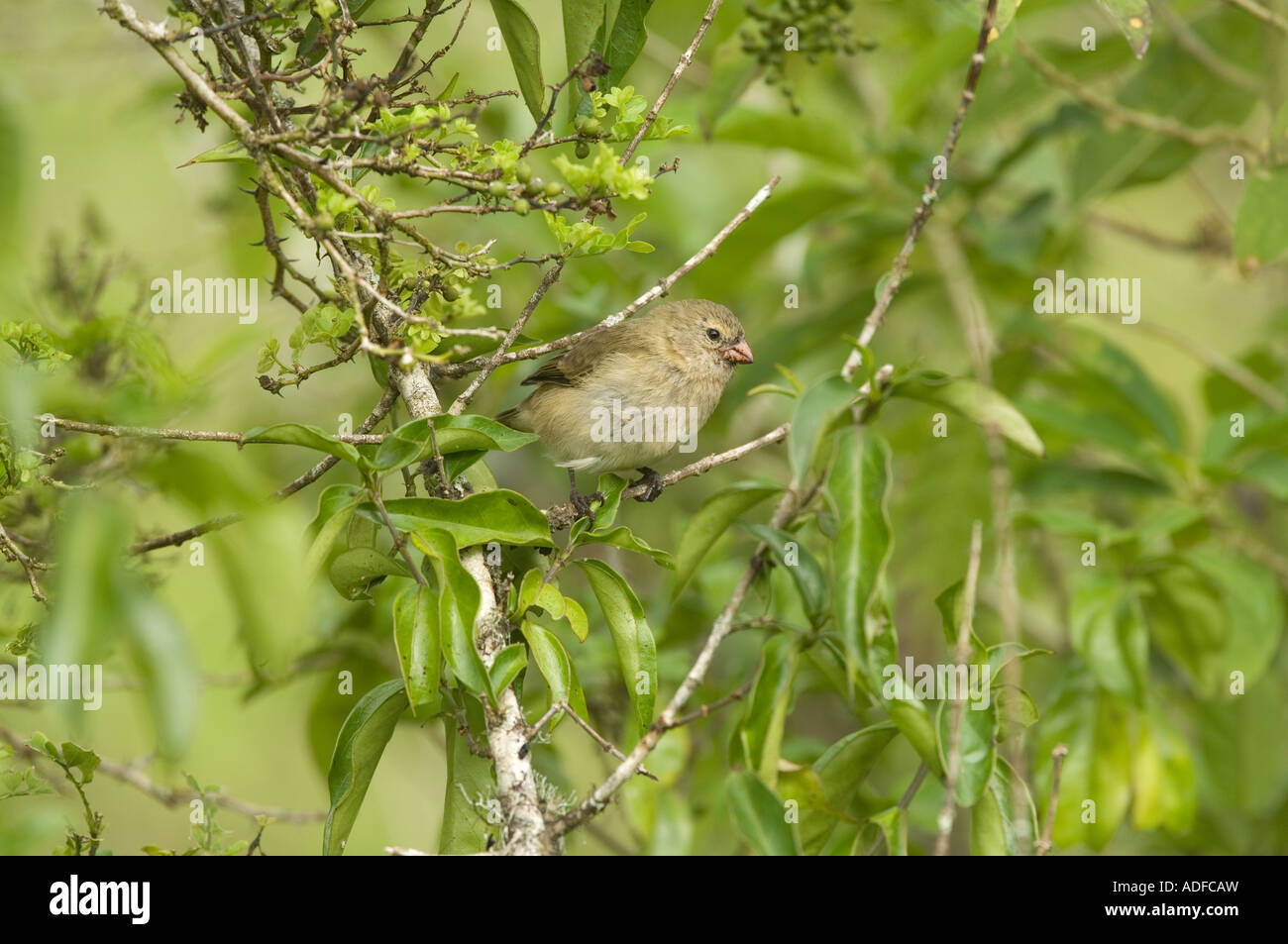 Small Tree Finch (Camarhynchus parvulus) perched on branch, beak smeared with berries, Los Gemelos Santa Cruz Galapagos Ecuador Stock Photo