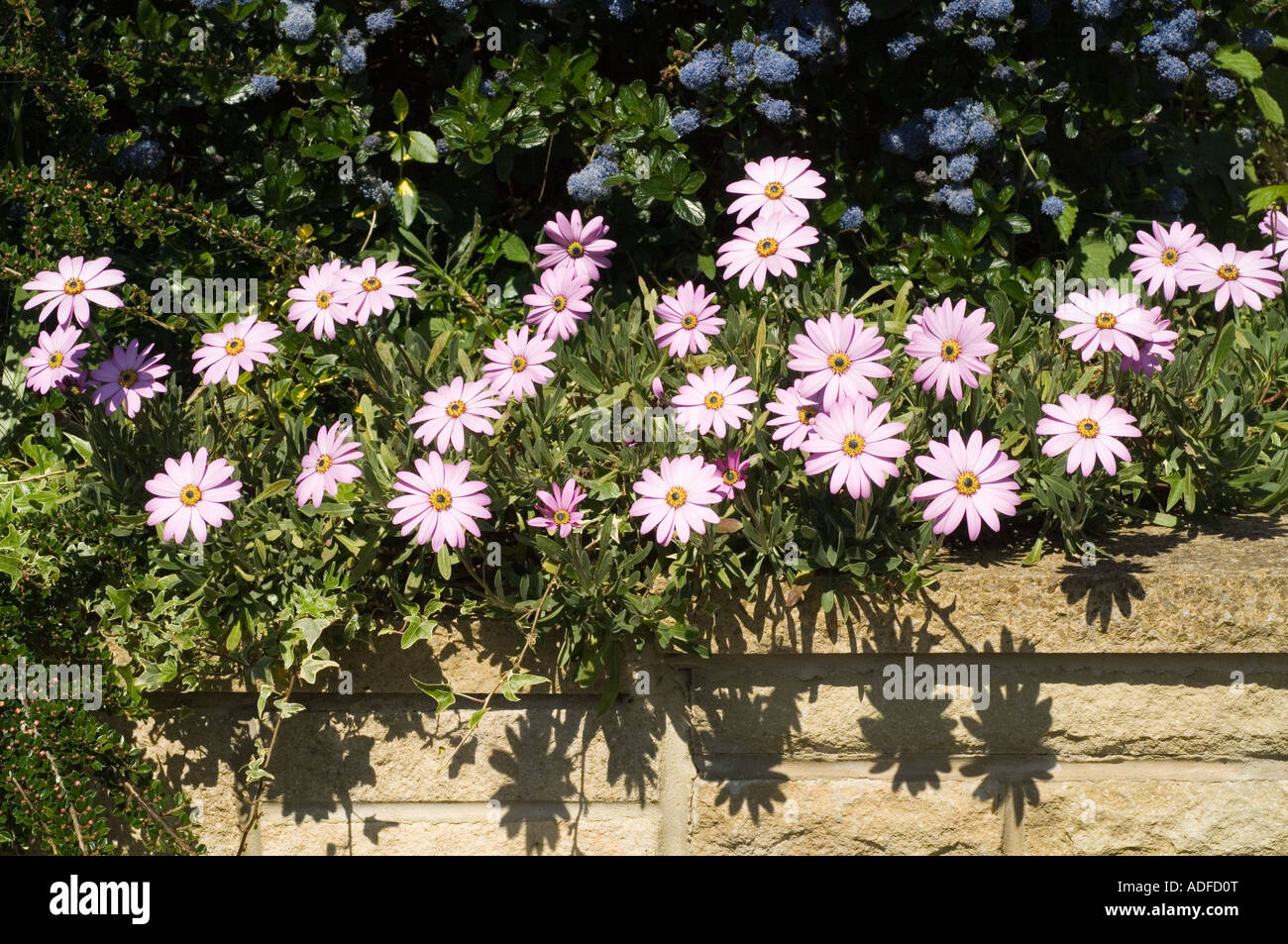 Cape daisy (Osteospermum jucundum = Dimorphotheca jucunda) flowering in West Yorkshire Garden UK May Stock Photo