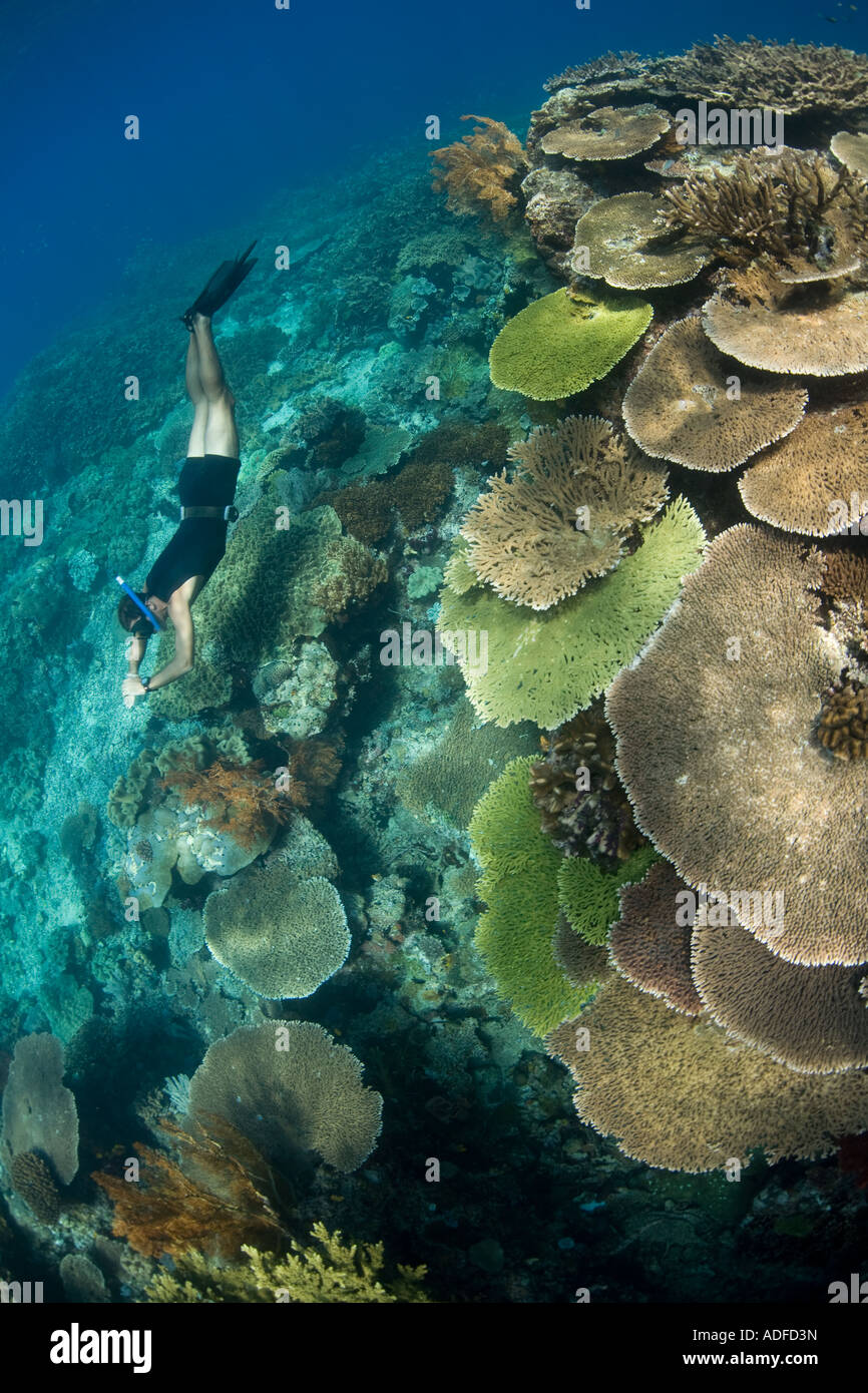 A freediver swims by a robust coral reef in the Western Pacific. Stock Photo
