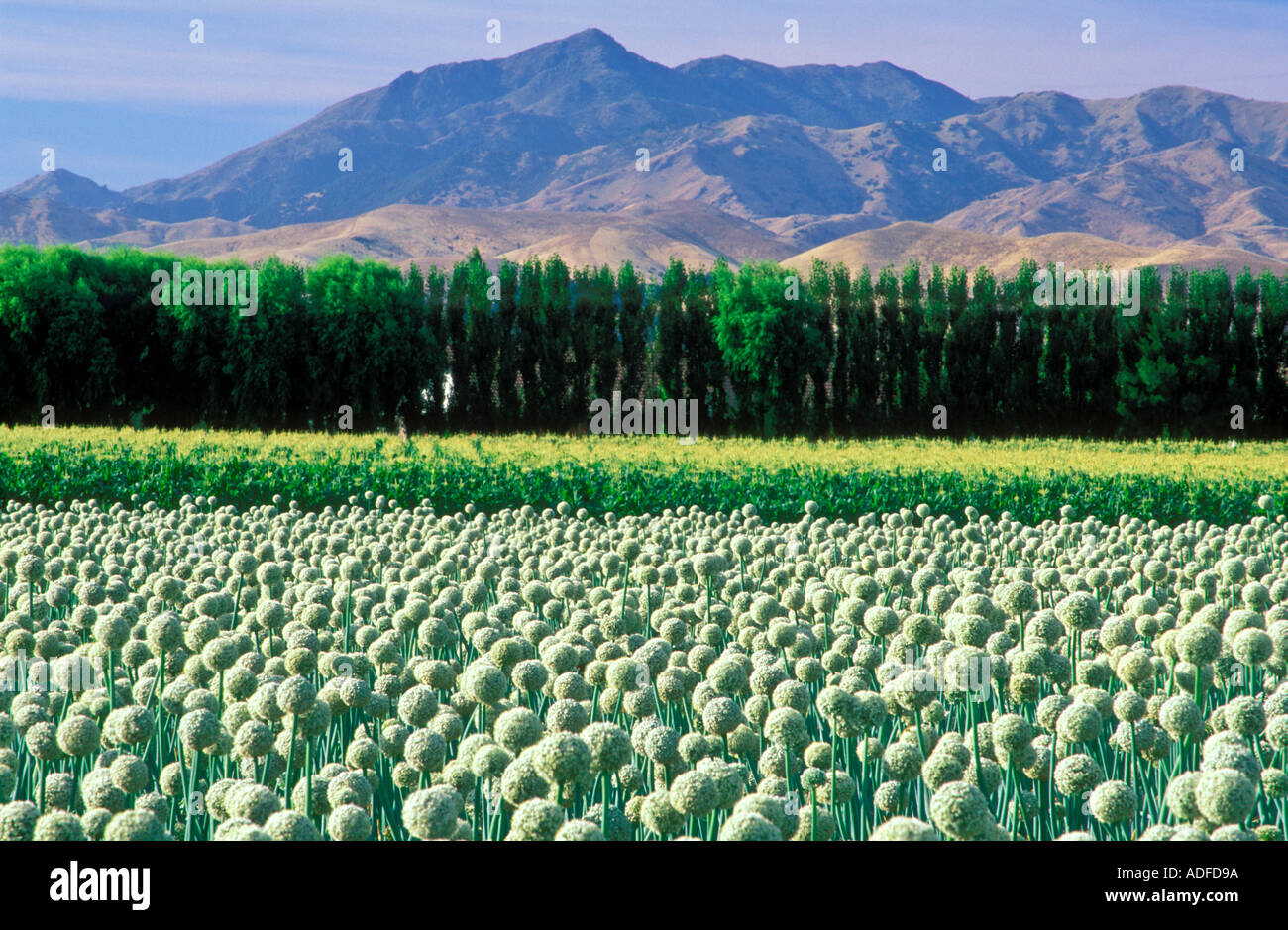New Zealand South Island field of onions Stock Photo