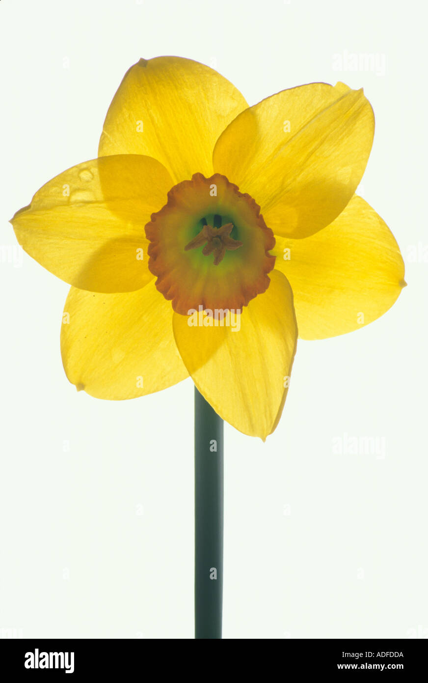 Daffodil Bulbous herb genus Narcissus Stock Photo