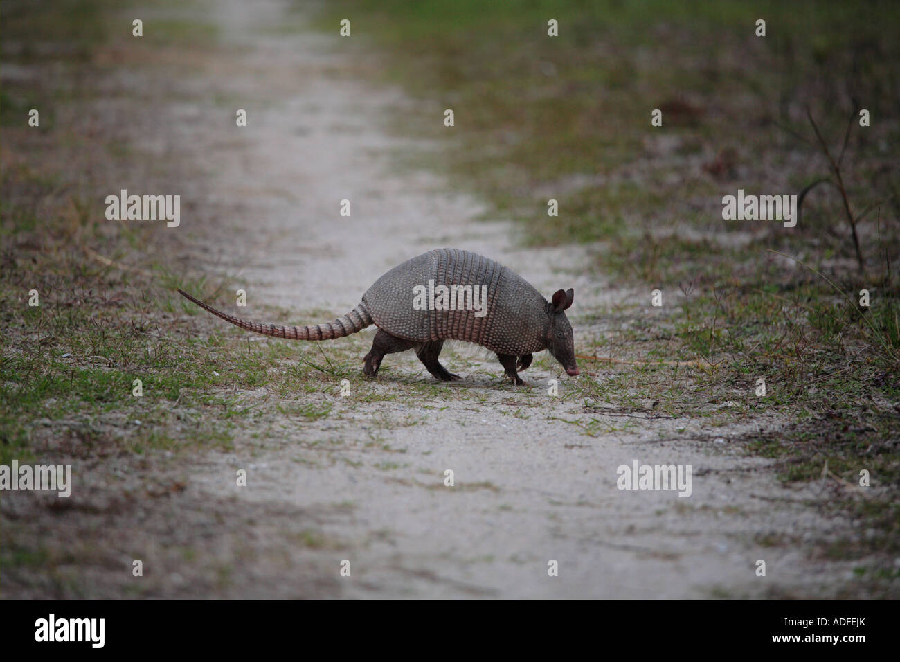 armadillo dasypus novemcintus cumberland island Stock Photo Alamy