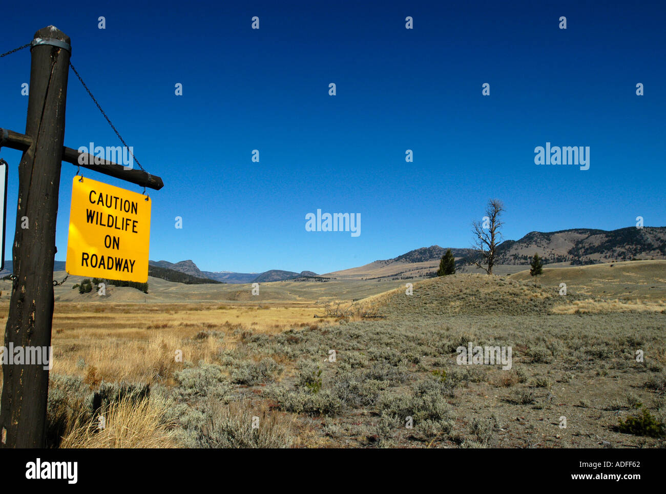 Warning sign in Yellowstone National Park Wyoming USA Stock Photo - Alamy