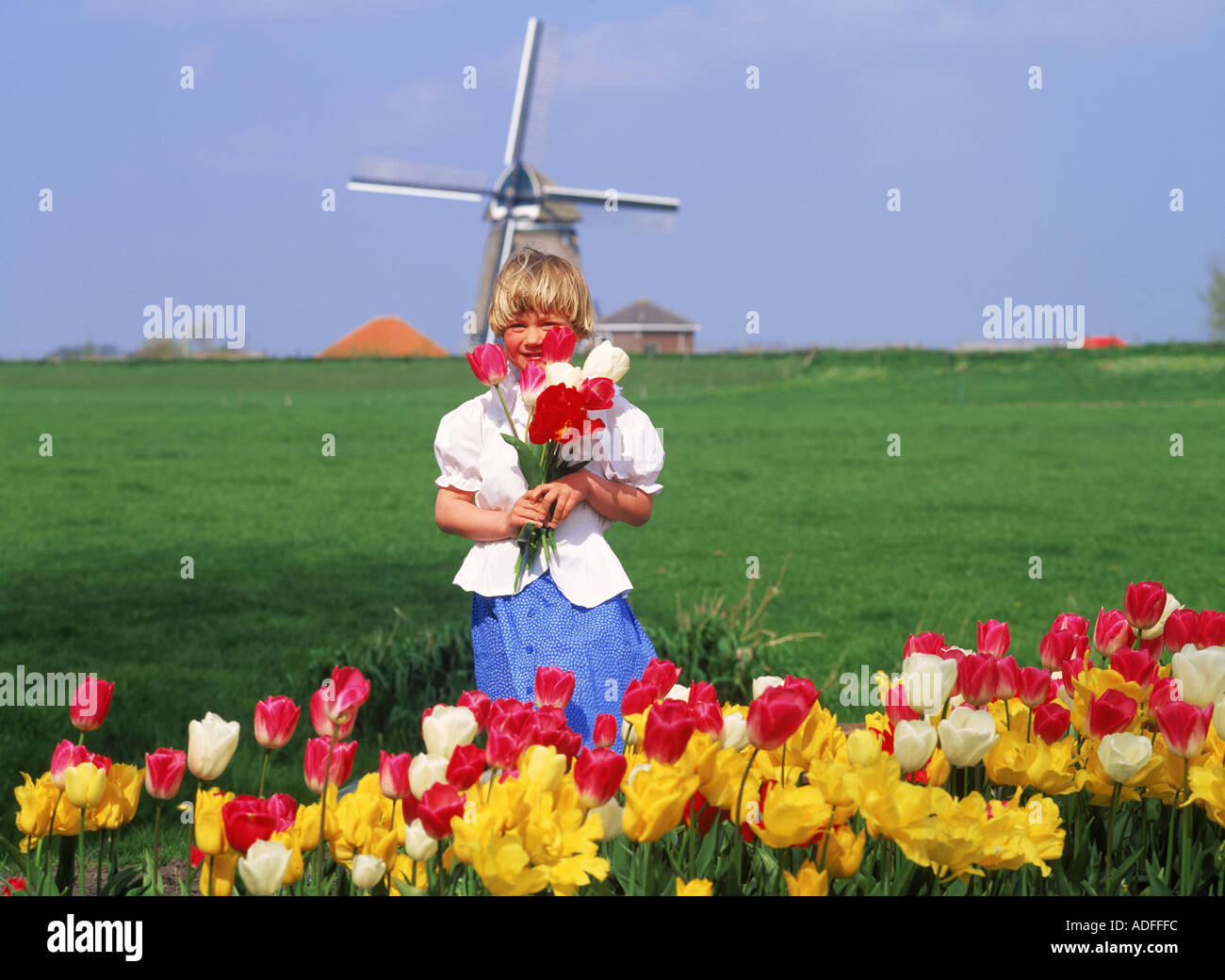Dutch girl with tulips on farm in Holland with windmill Stock Photo