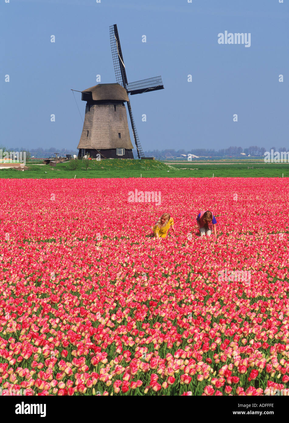 Two Dutch girls in field of red tulips near Stompetoren in Holland Stock Photo