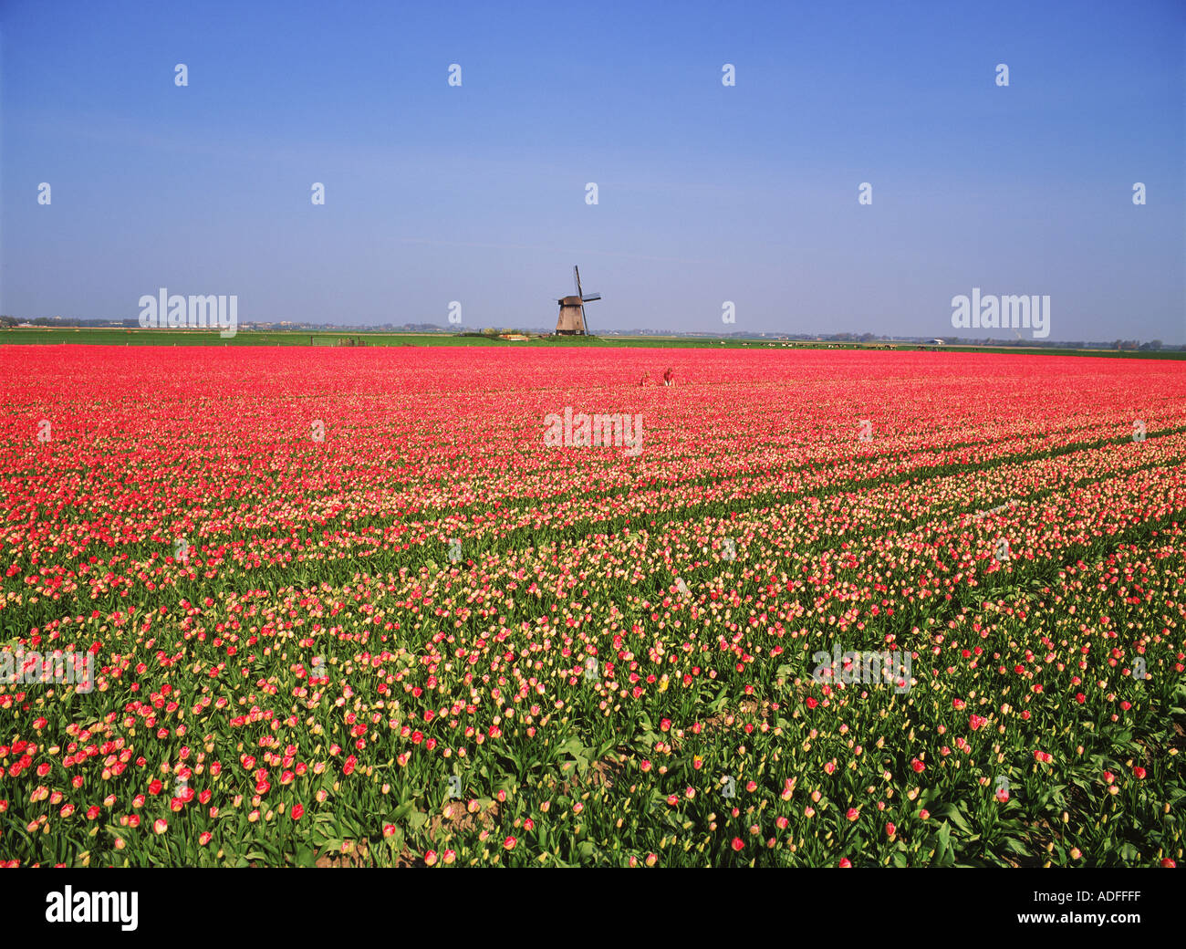 Ocean of red tulips with distant windmill near Stompetoren Holland Stock Photo