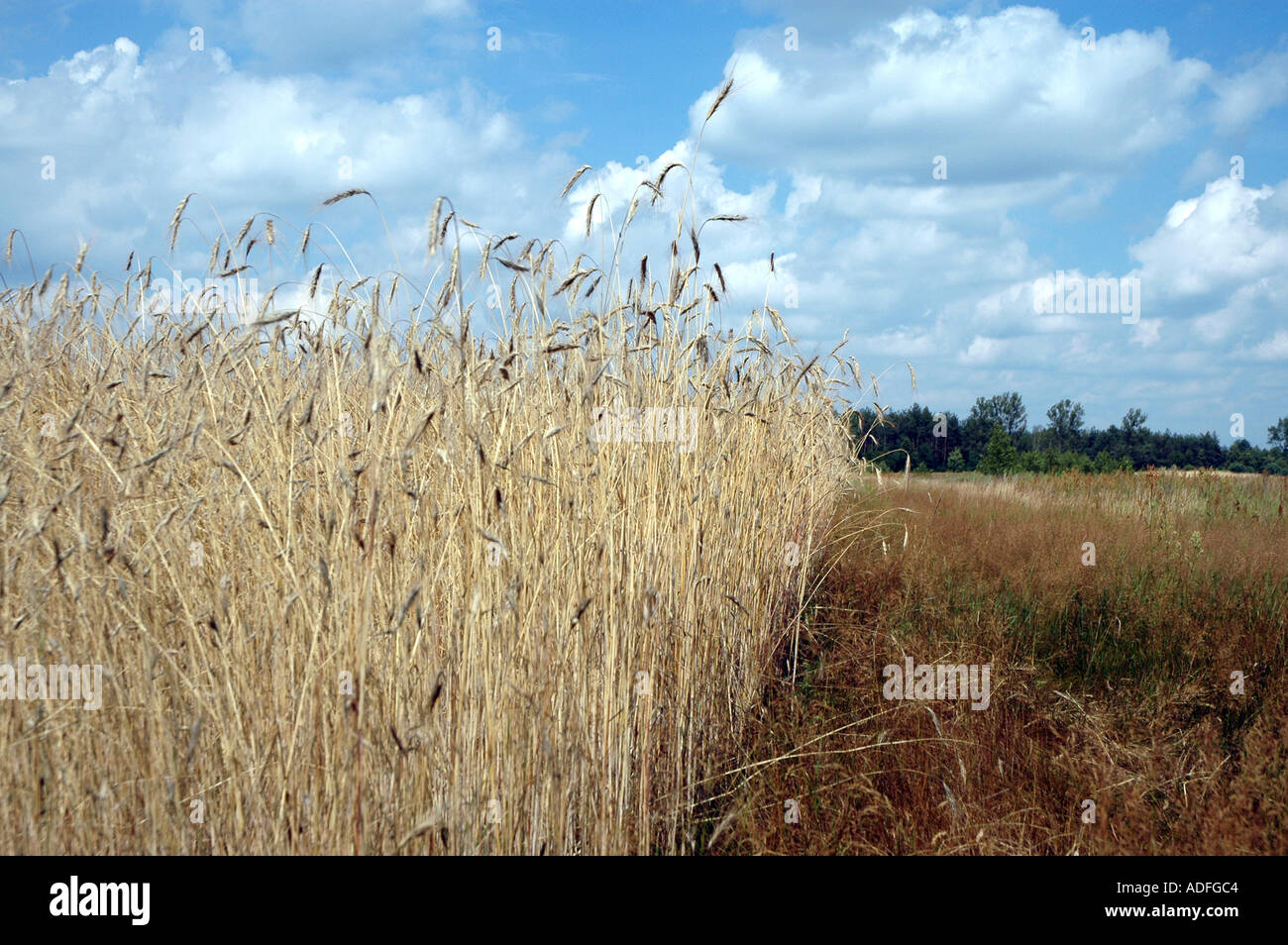 Rye field poland hi-res stock photography and images - Alamy