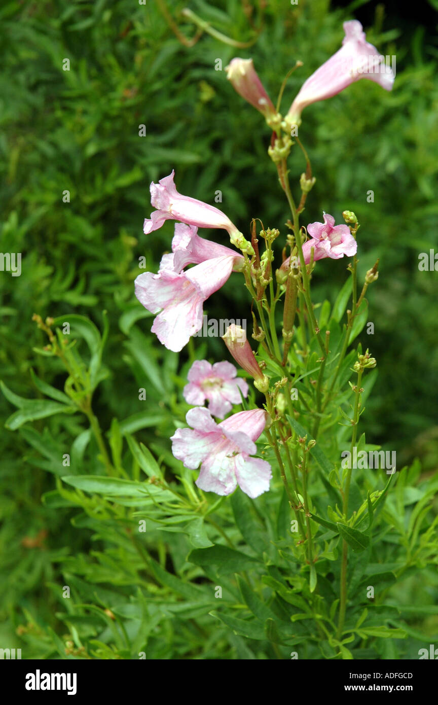 Chinese Trumpet Flower incarvillea olgae Stock Photo