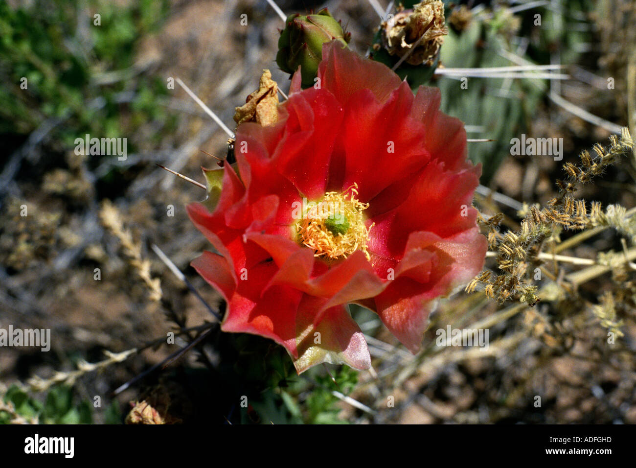 Beavertail Cactus Opuntia basilaris Stock Photo Alamy