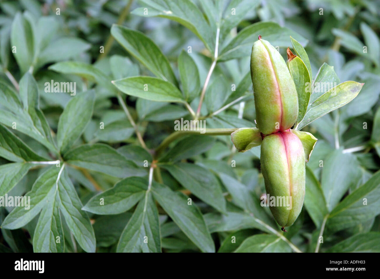 Chinese peony Paeonia officinalis Stock Photo