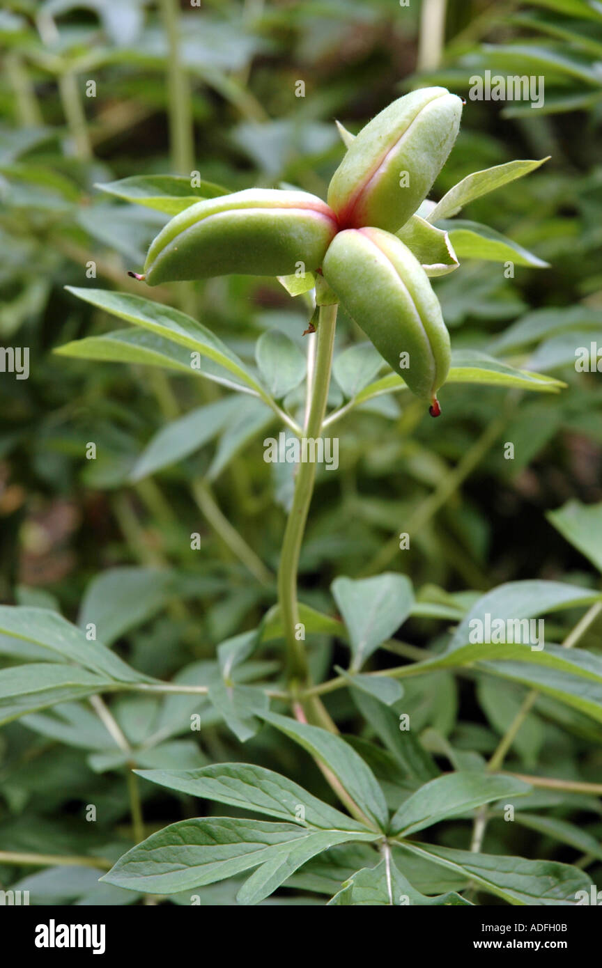 Chinese peony Paeonia officinalis Stock Photo