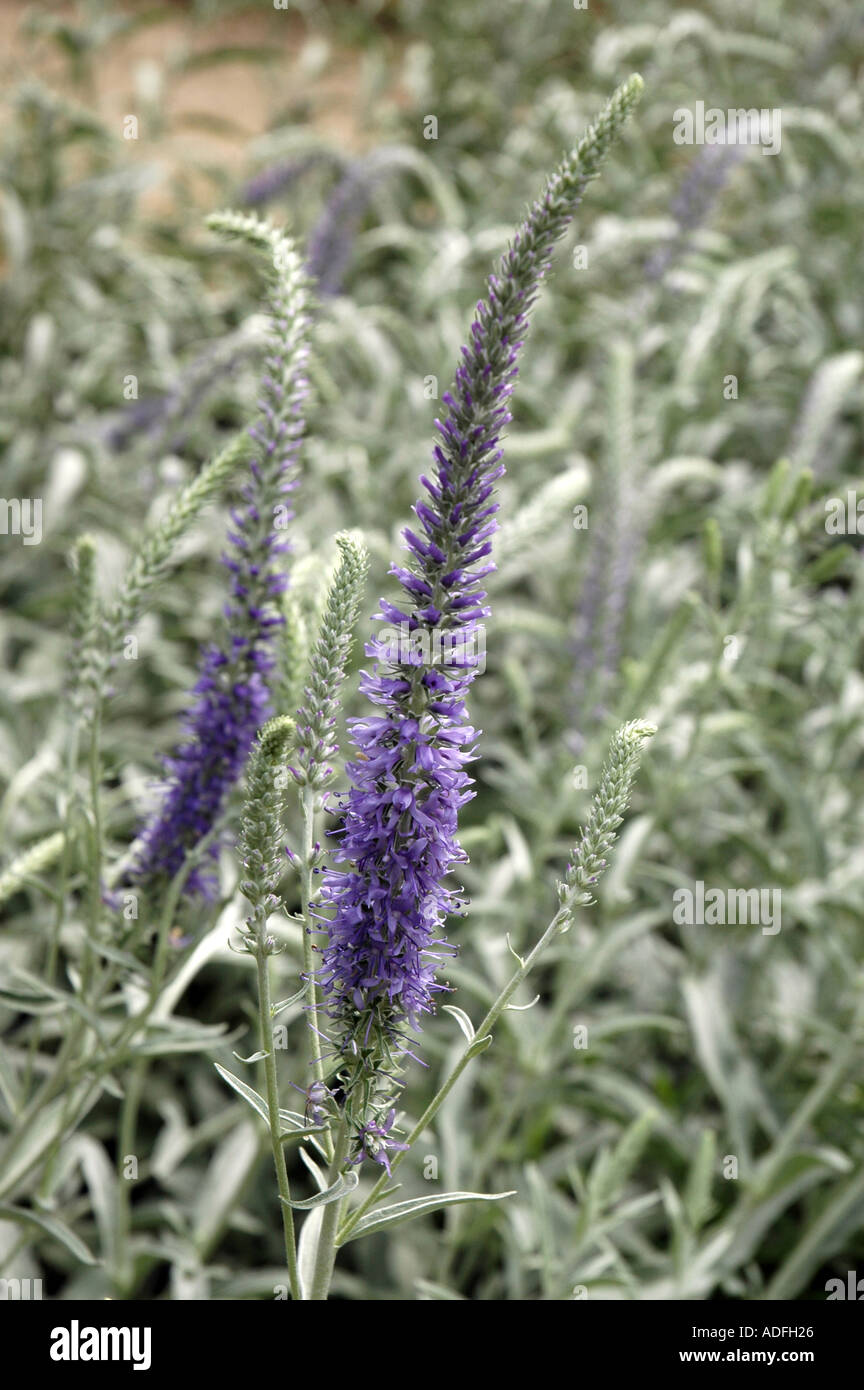 Spiked speedwell Veronica spicata Stock Photo