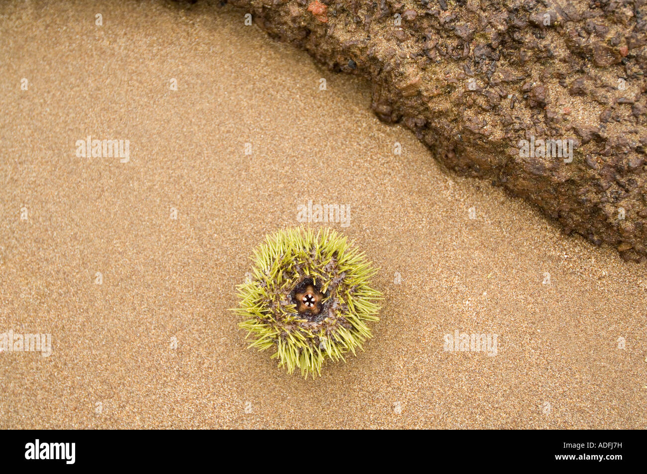 Green Sea Urchin (Lytechinus semituberculatus) washed out on sandy beach, Punta Cormoran, Floreana, Galapagos Islands, Ecuador Stock Photo