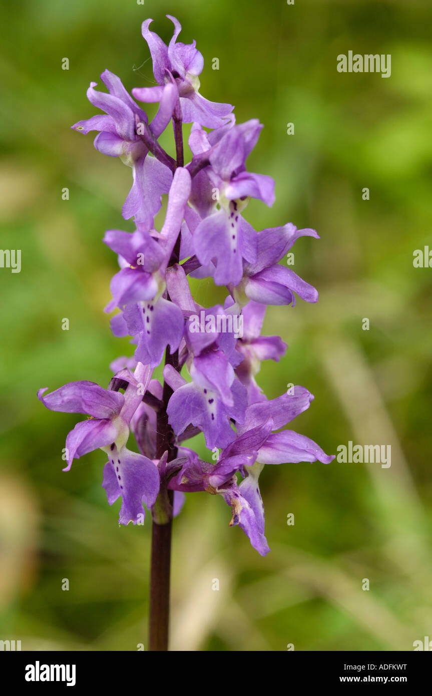 Early Purple Orchid, orchis mascula, seen in mixed woodland, Dumfries & Galloway, Scotland Stock Photo