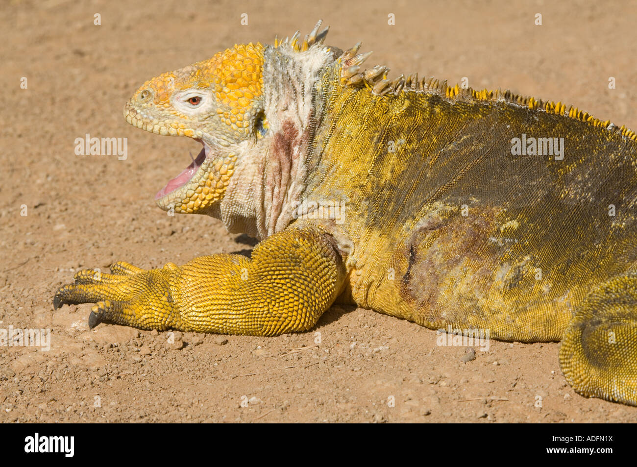 Galapagos Land Iguana (Conolophus subcristatus) male blood stained ...
