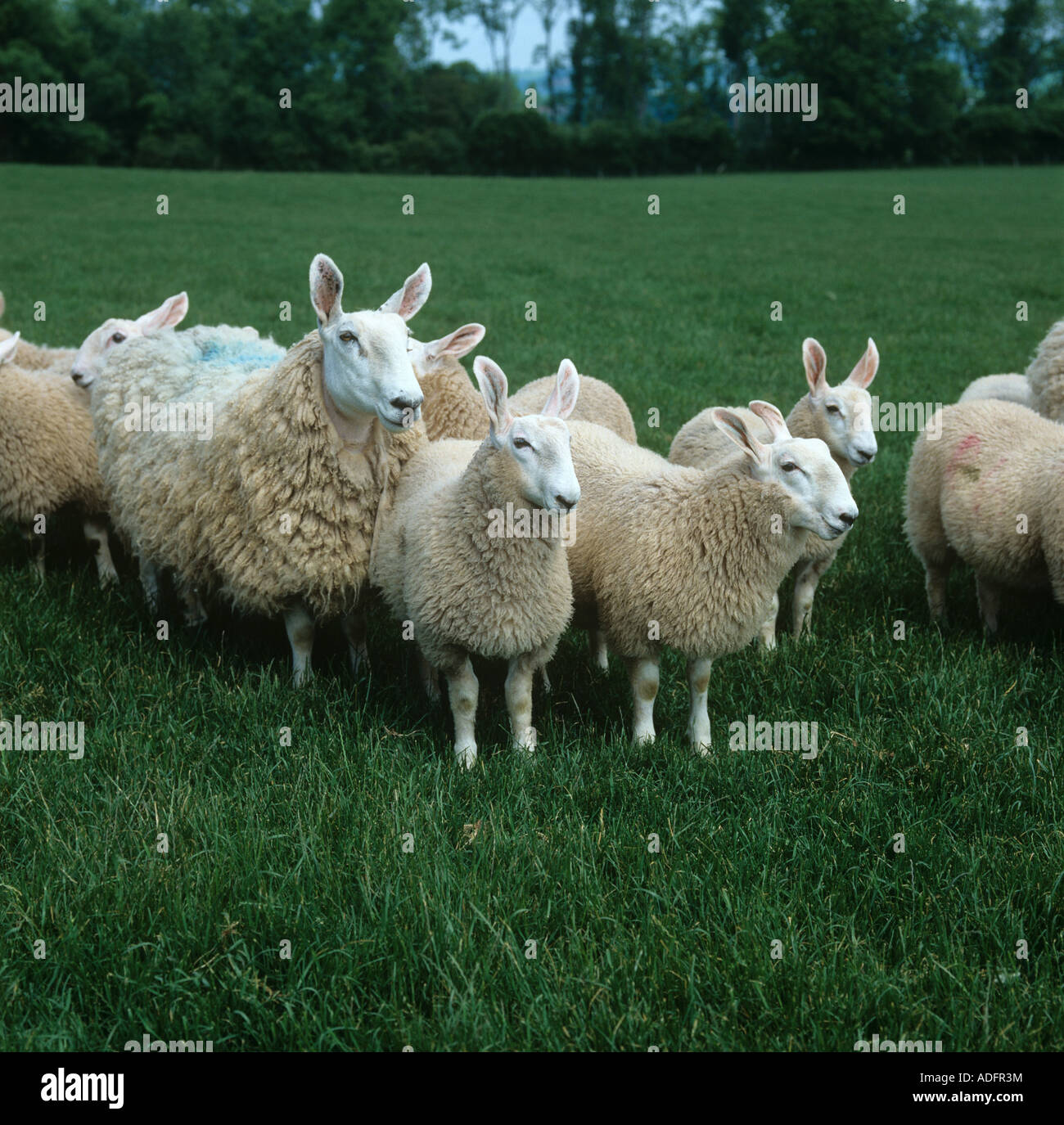 Border Leicester ewes and lambs on good grass Herefordshire Stock Photo